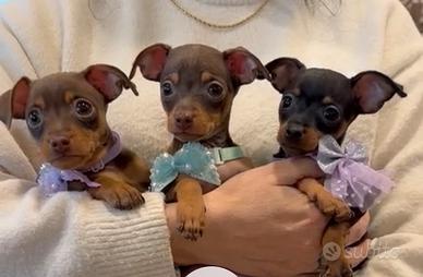 Pinscher Chihuahua prazsky