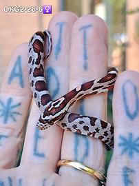 Ultimi baby di serpenti del grano okeetee cross