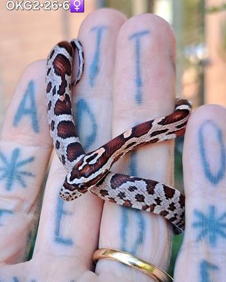 Ultimi baby di serpenti del grano okeetee cross