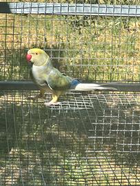 Parrocchetto dal collare