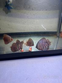 Discus