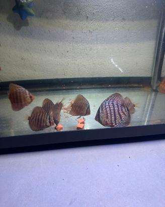 Discus