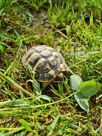 Tartarughe hermanni hermanni