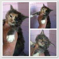 Cuccioli Maine Coon da prenotare