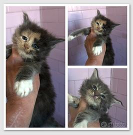 Cuccioli Maine Coon da prenotare