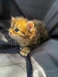 Gattina siberiana con pedigree