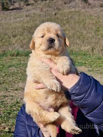 Cuccioli di Golden Retriever