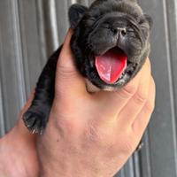 Bulldog francese