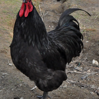 Galline Australorp, pulcini e uova