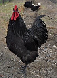 Galline Australorp, pulcini e uova