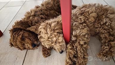 Cuccioli di barboncino nano