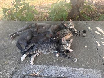 Cuccioli di gatto
