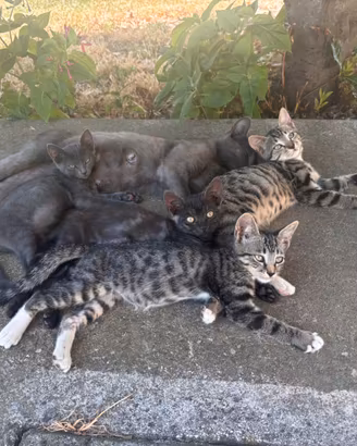 Cuccioli di gatto