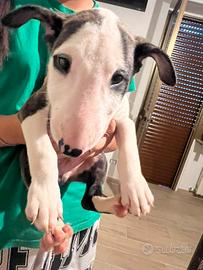 ? cucciolo bull terrier maschio