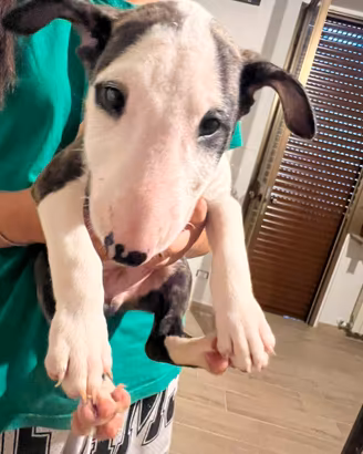 ? cucciolo bull terrier maschio