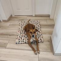 Cagnolina da adottare