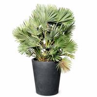 palma Chamaerops humilis