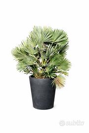 palma Chamaerops humilis