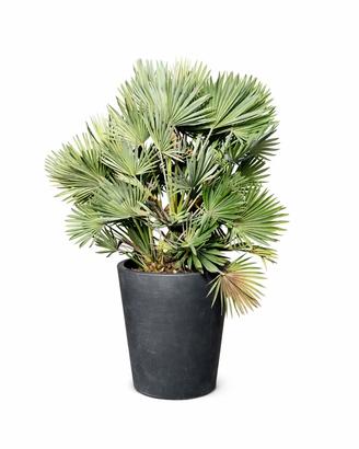 palma Chamaerops humilis