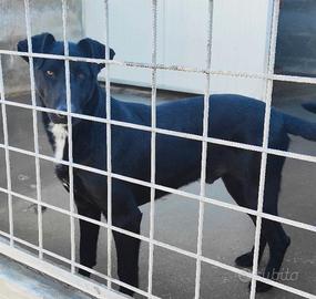 Cane in adozione