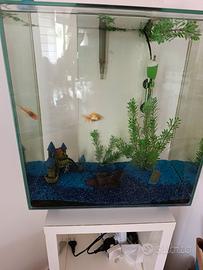 Acquario