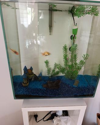 Acquario