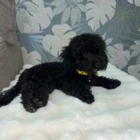 Cucciolo di barboncino black