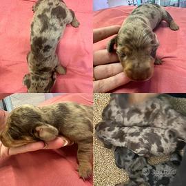 Cuccioli Bassotto Kaninchen