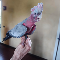 Pappagalli