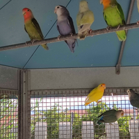 Inseparabili