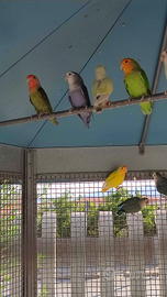 Inseparabili