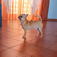 Chihuahua maschietto