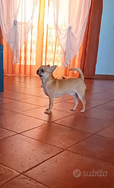 Chihuahua maschietto