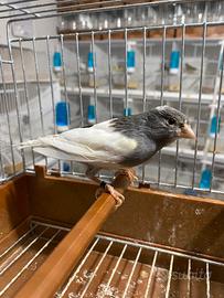 Canarini maschi e femmine timbrado spagnolo 2025