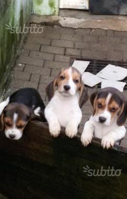 Beagle