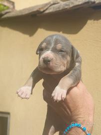Pitbull tricolor