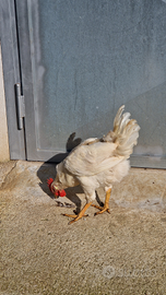 Galletto Livornese Di Razza