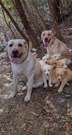 Cuccioli labrador