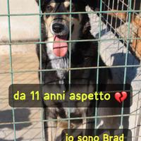 Brad 13 anni taglia grande in canile da 11 anni