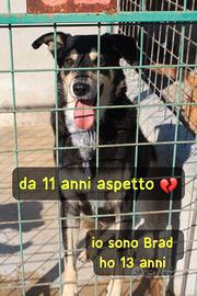 Brad 13 anni taglia grande in canile da 11 anni
