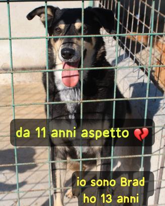 Brad 13 anni taglia grande in canile da 11 anni