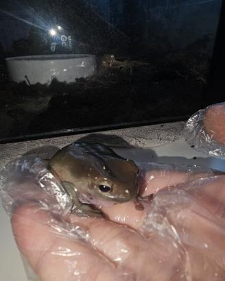 Rana Litoria Caerulea