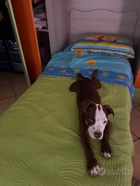 Pitbull