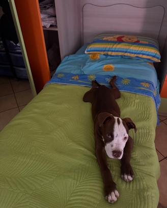 Pitbull