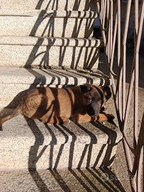 Ultimo cucciolo maschio figlio di pastore tedesco