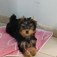 Yorkshire terrier