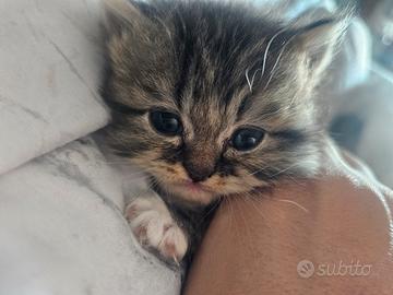 cucciolo persiano
