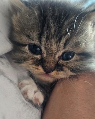 cucciolo persiano