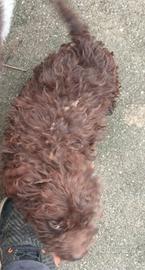 Cucciolo Lagotto romagnolo tartufo