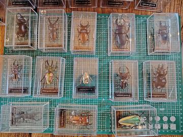 Collezione "Insetti dal Mondo" Deagostini completa